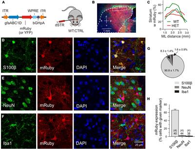 Uncoupling the Excitatory Amino Acid Transporter 2 From Its C-Terminal Interactome Restores Synaptic Glutamate Clearance at Corticostriatal Synapses and Alleviates Mutant Huntingtin-Induced Hypokinesia